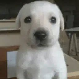 Perro
