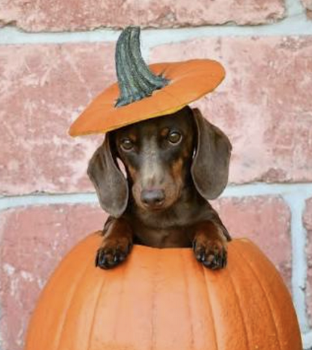 WEINER