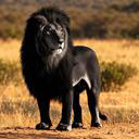 MUFASA